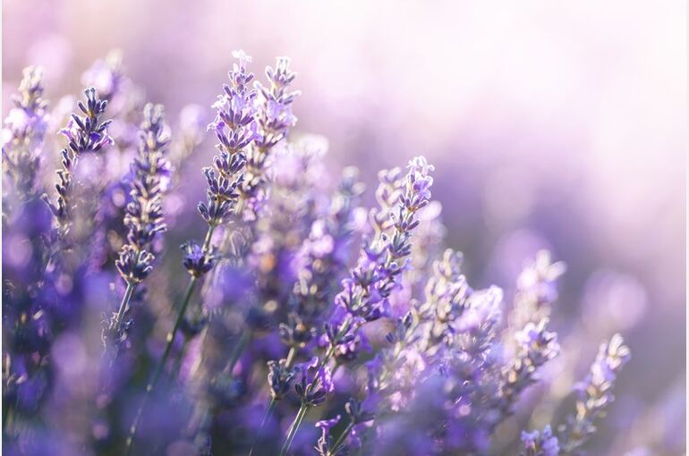 low_bg11