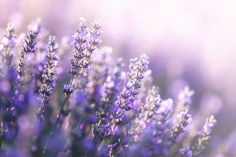 low_bg11